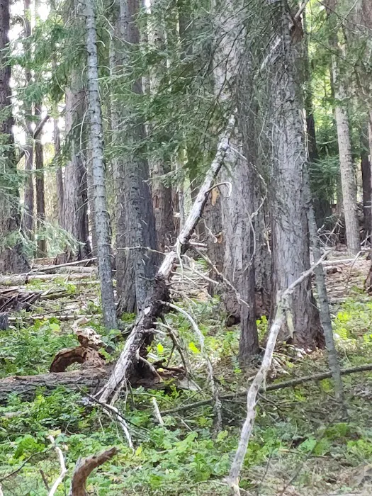 Kaner Flat Group Campsite Picture 3