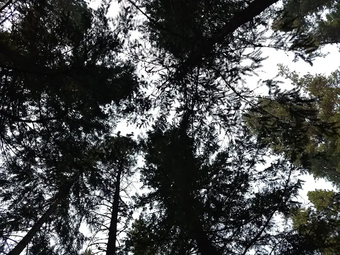 Kaner Flat Campground Picture 7