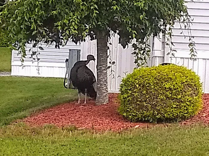 Laurel Heights Picture 1