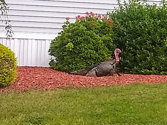 Laurel Heights Picture 8