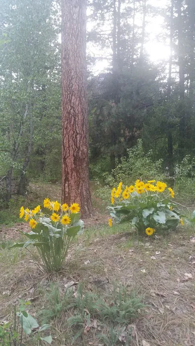 Eightmile Campground Picture 10