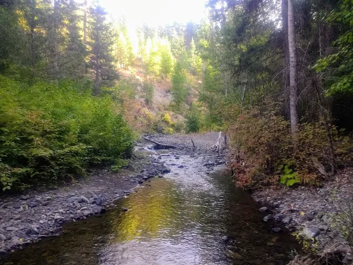 Taneum Junction Campground Picture 8