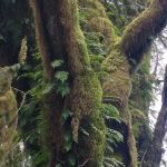 Gold Basin Campground