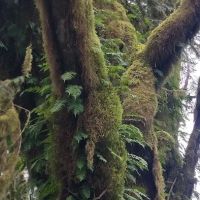 Gold Basin Campground ico