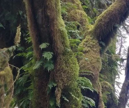 Gold Basin Campground