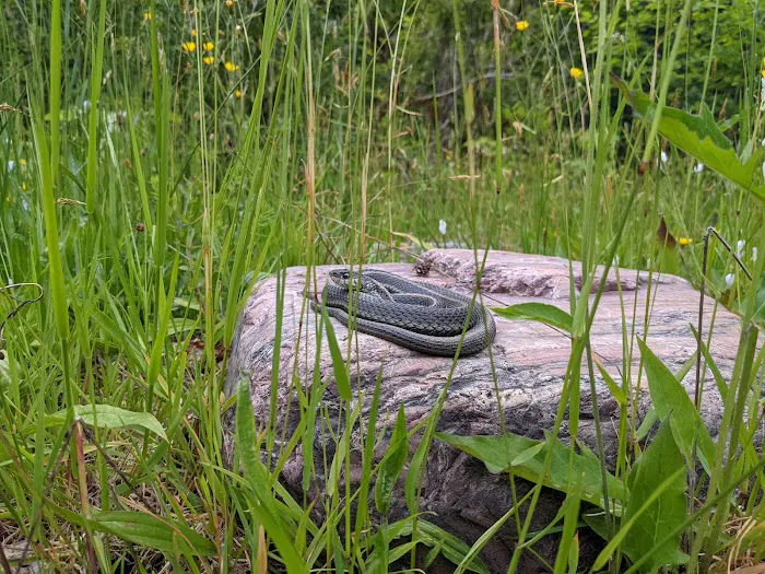 Turlo Campground Picture 6