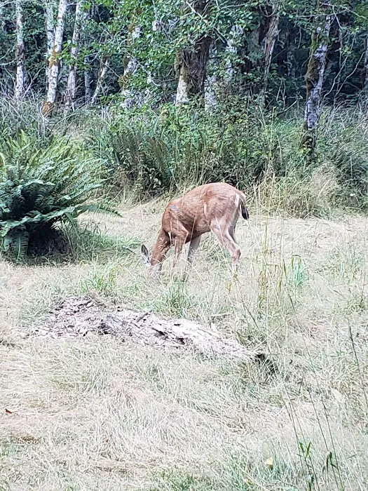 Mary's Falls Picture 1