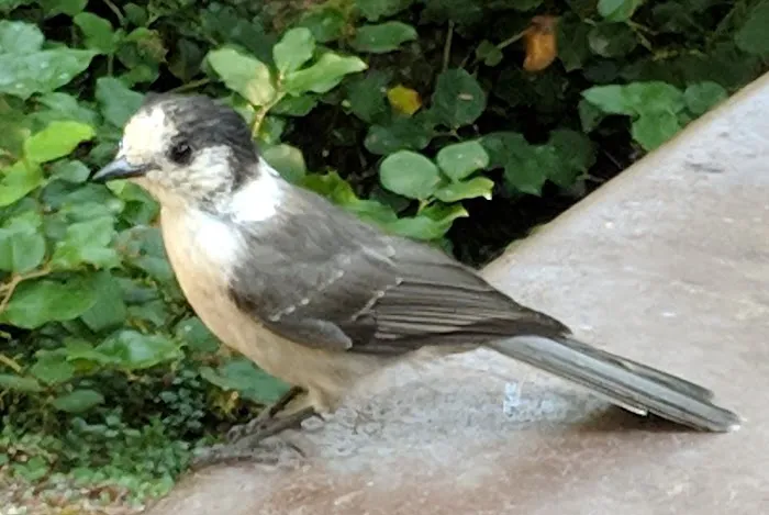 Heart O' the Hills Campground Picture 1