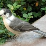 Heart O' the Hills Campground