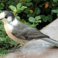 Heart O' the Hills Campground ico