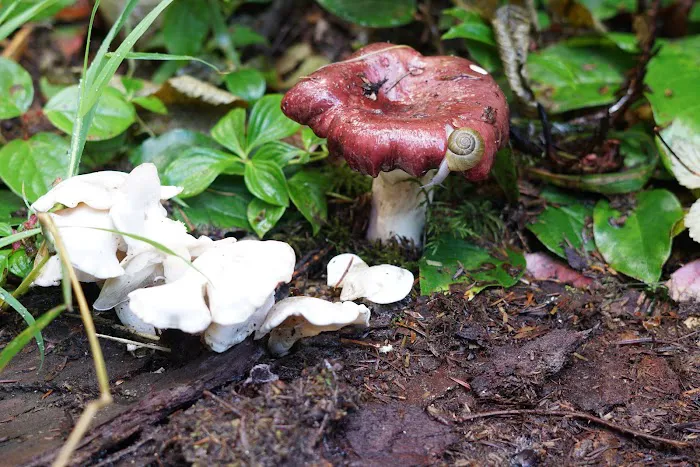 Heart O' the Hills Campground Picture 7