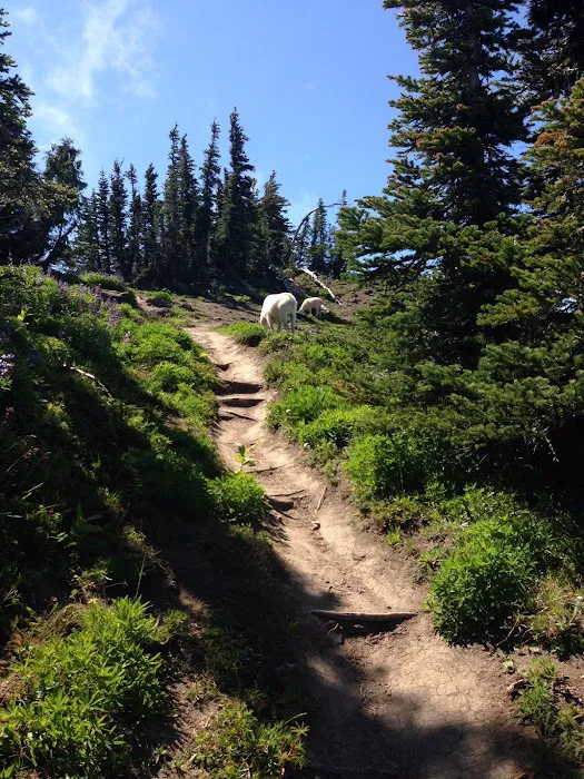 Lake Angeles Campground Picture 1