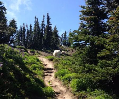 Lake Angeles Campground