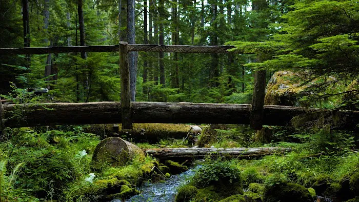 Lake Angeles Campground Picture 10