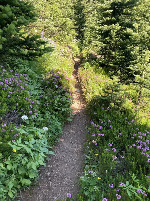 Heather Park Picture 7