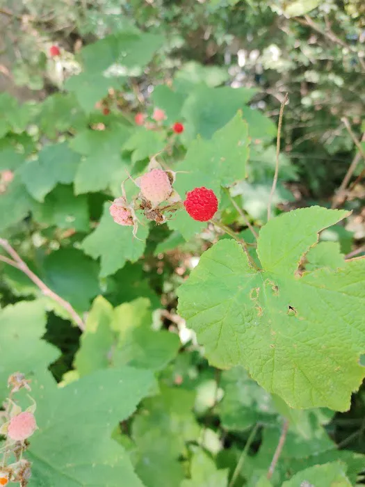 Port Susan Camping Club Back Gate Ranger Station Picture 7