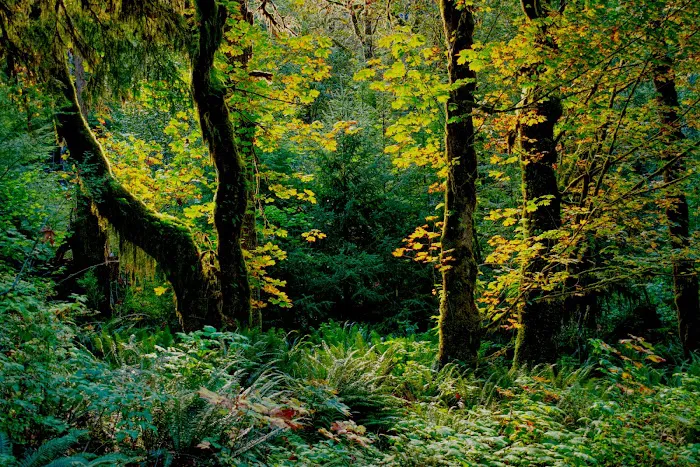 Graves Creek Campground Picture 7