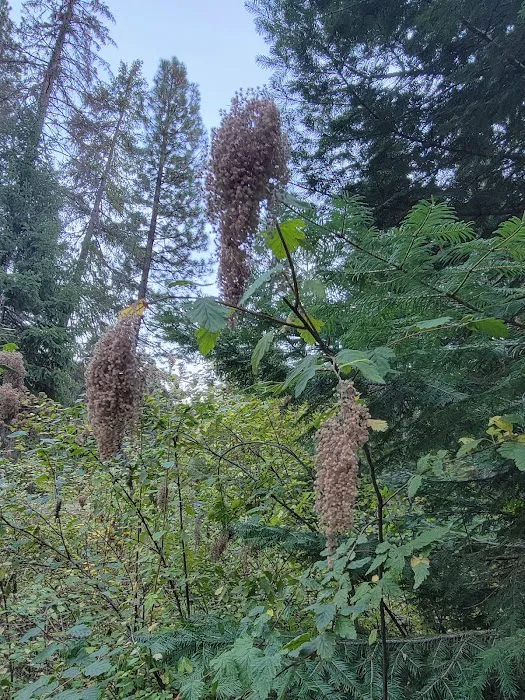 Gibson Hill RV Park Picture 6