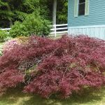 Conowingo Mobile Home Court