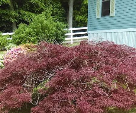 Conowingo Mobile Home Court