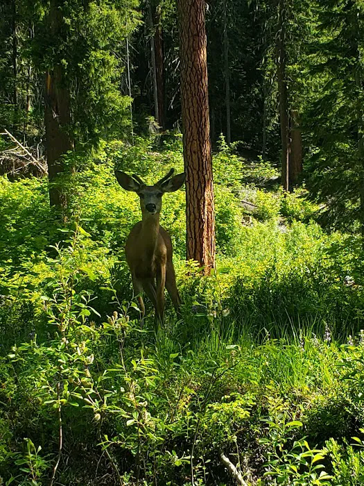 Meadow Creek Campground Picture 2