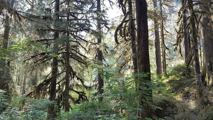 Mineral Park Campground Picture 3