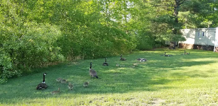 Maple Root Corporation Picture 1