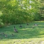 Maple Root Corporation