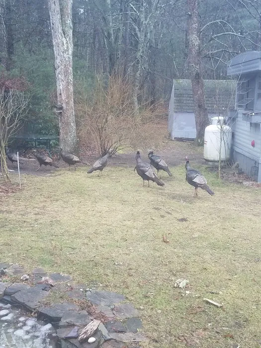 Maple Root Corporation Picture 3