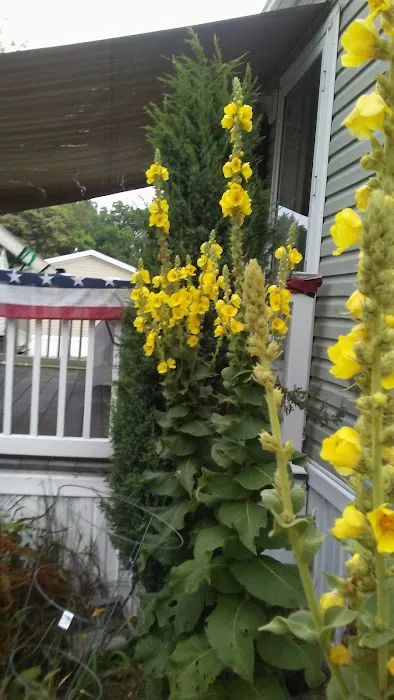 Kingstown Park Mobile Home & Sales Picture 2