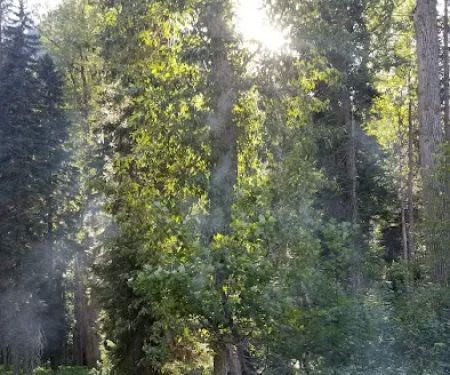 Phelps Creek Campground/Horse Camp