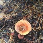 Deep Creek Campground