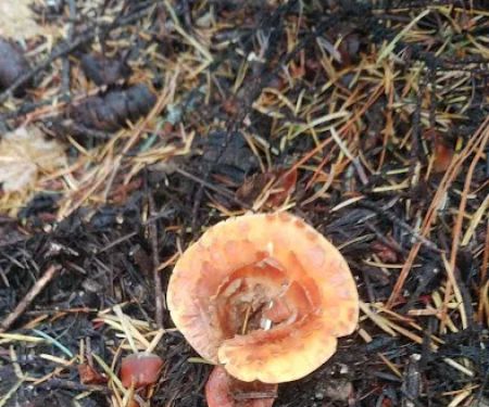 Deep Creek Campground