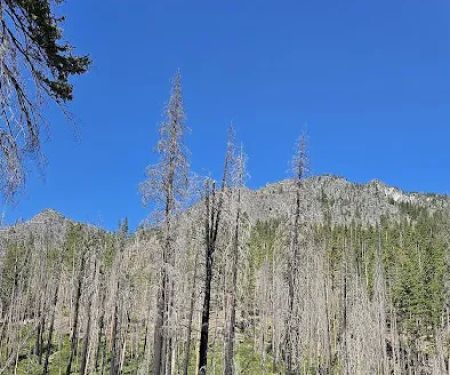 Cottonwood Campground - Entiat Ranger District