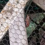 Lewis County Campgrounds