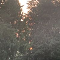 Cowlitz Timber Trails Association ico