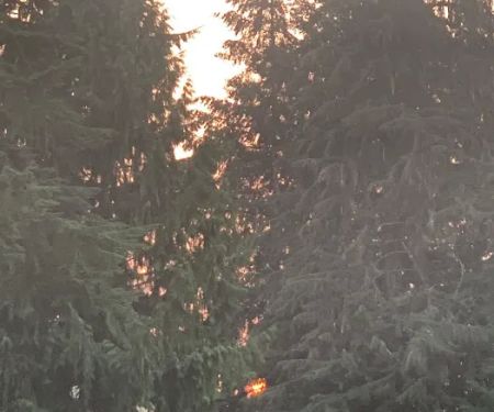 Cowlitz Timber Trails Association