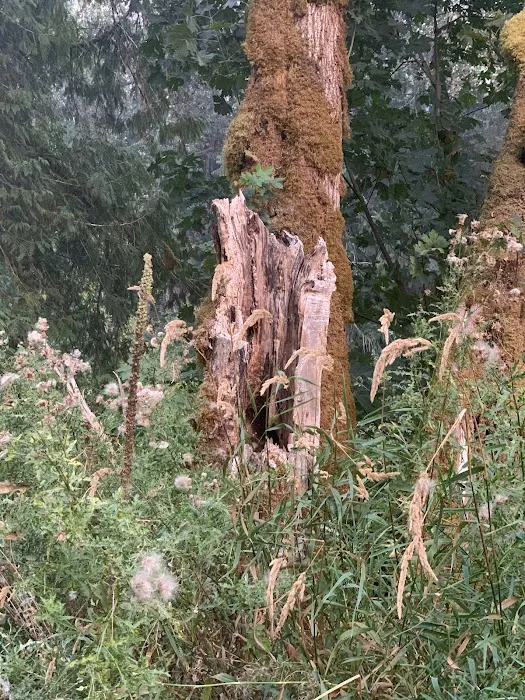 Cowlitz Timber Trails Association Picture 3