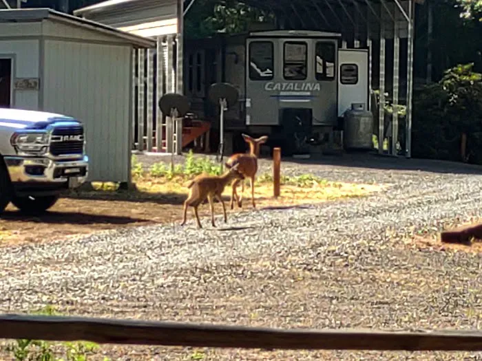 Cowlitz Timber Trails Association Picture 5