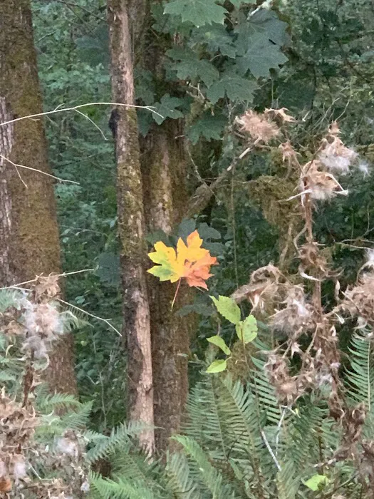 Cowlitz Timber Trails Association Picture 2