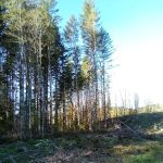 Winston Creek Campground