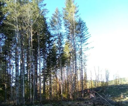 Winston Creek Campground