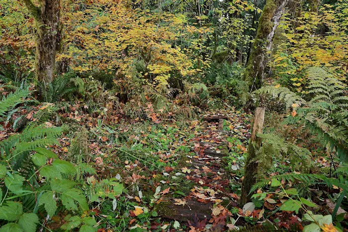Winston Creek Campground Picture 10