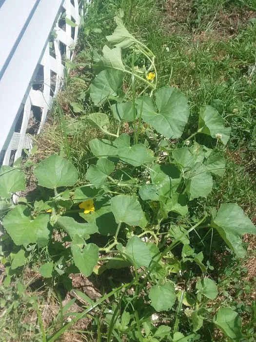 Cedar Springs Mobile Home Park Picture 3