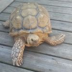 Cedar Springs Mobile Home Park