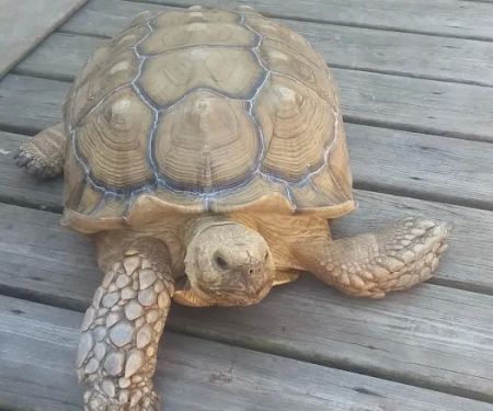 Cedar Springs Mobile Home Park