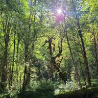 Campbell Tree Grove Campground ico