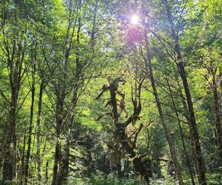 Campbell Tree Grove Campground