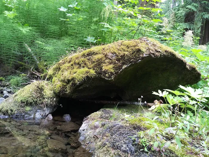 Campbell Tree Grove Campground Picture 6