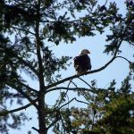 Thousand Trails La Conner